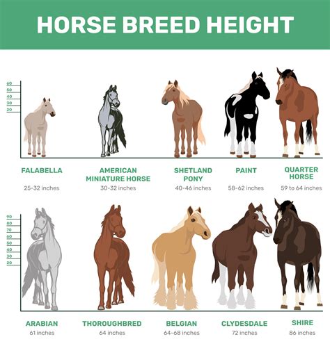 average height of a mustang horse